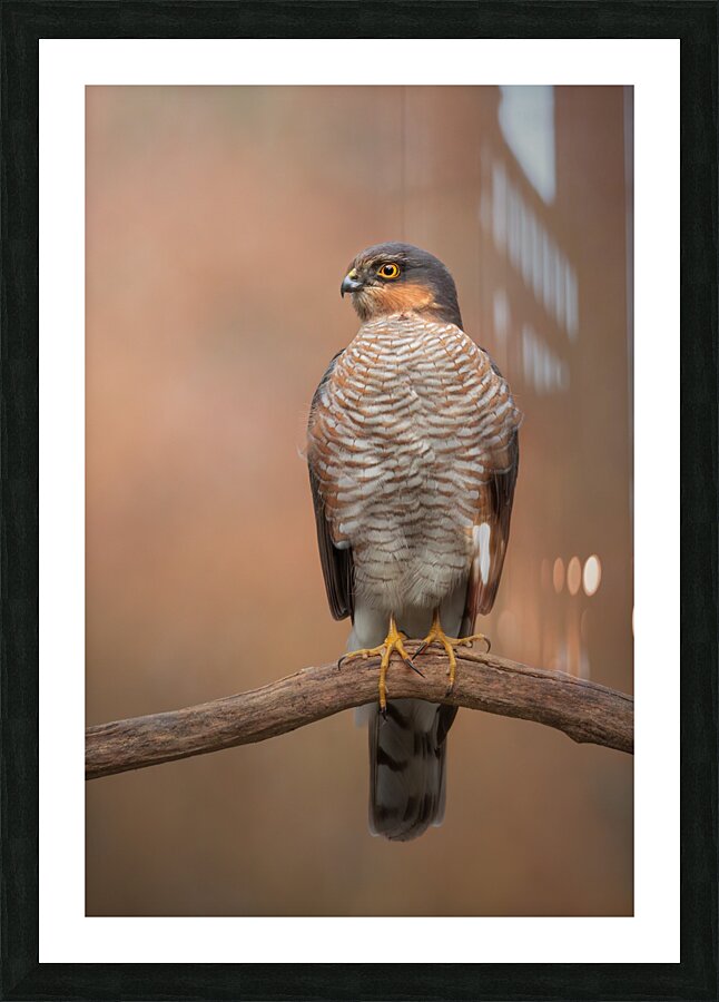  magnificent  1 Picture Frame print