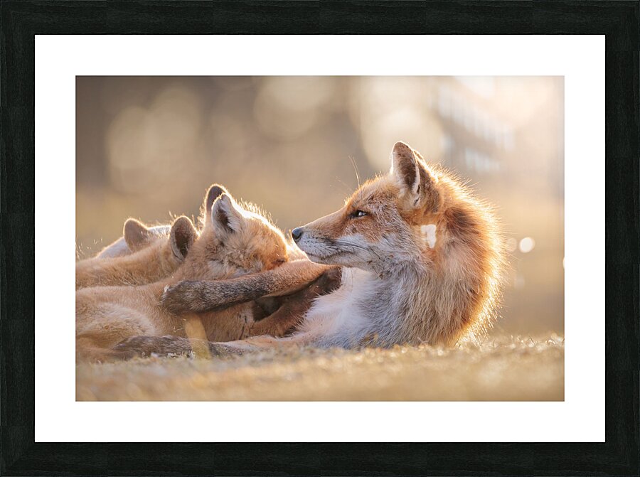 FOXY 1 Picture Frame print