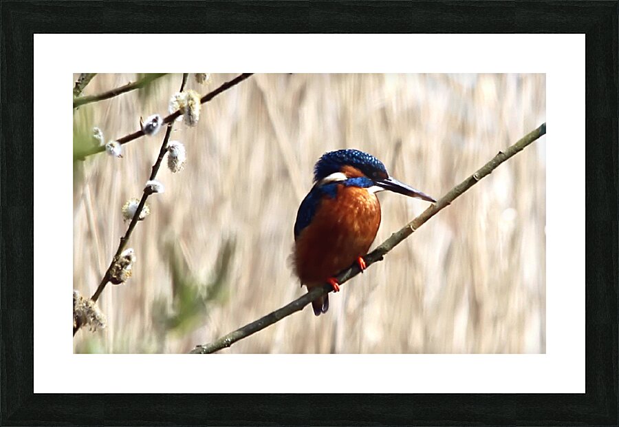 the king 2 Picture Frame print