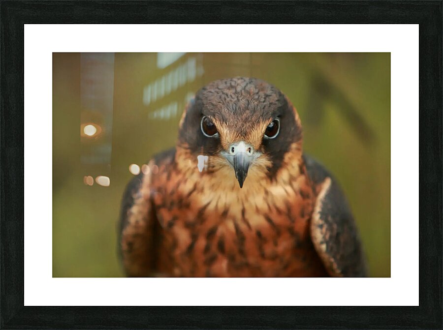 hauk Picture Frame print