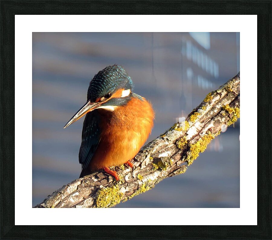 The king 1 Picture Frame print