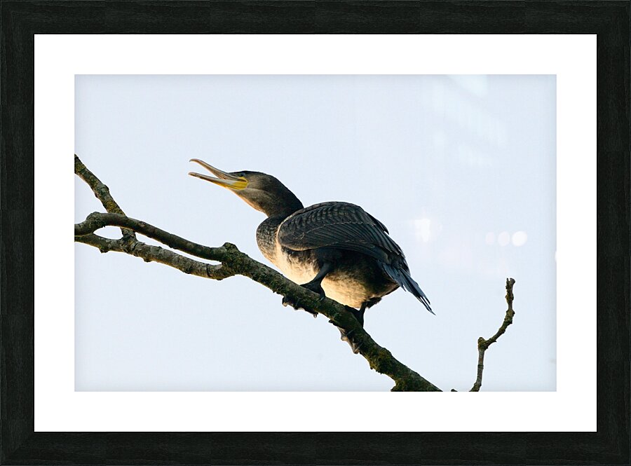 JPT. 8 Picture Frame print