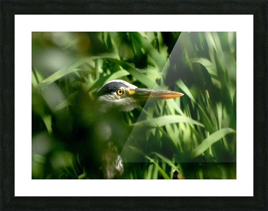 JPT close up Picture Frame print