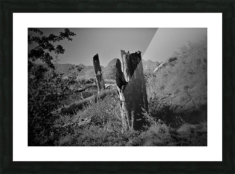 JPT_1521 Picture Frame print