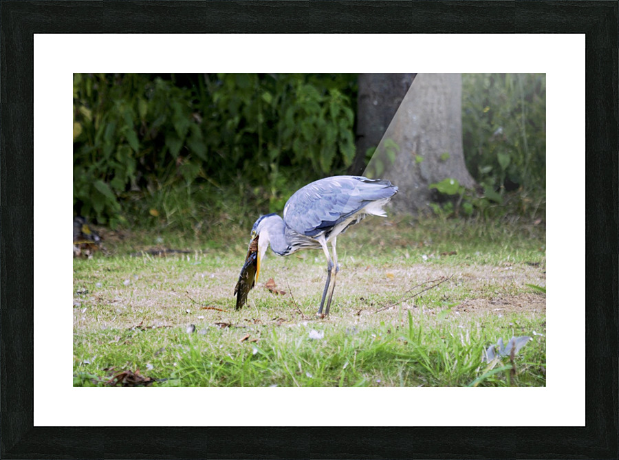 _JPT8962 Picture Frame print