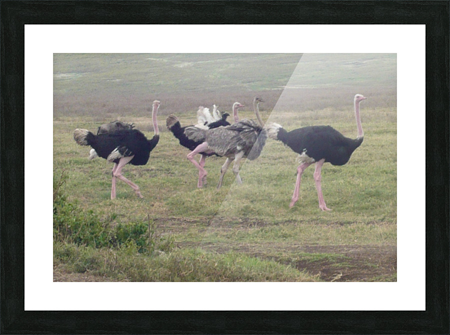 JPTCM 2 Picture Frame print