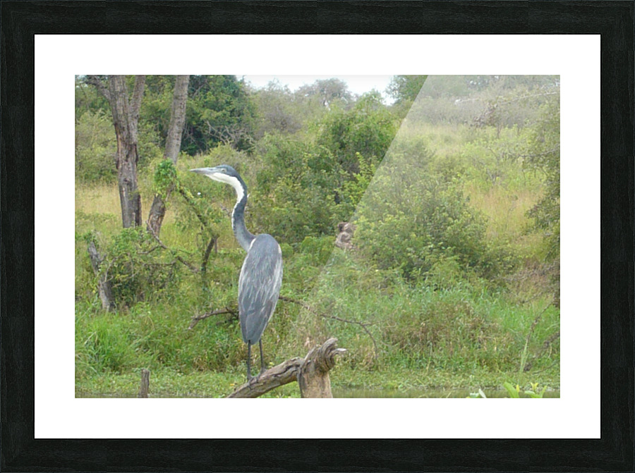 JPTCM 28 Picture Frame print