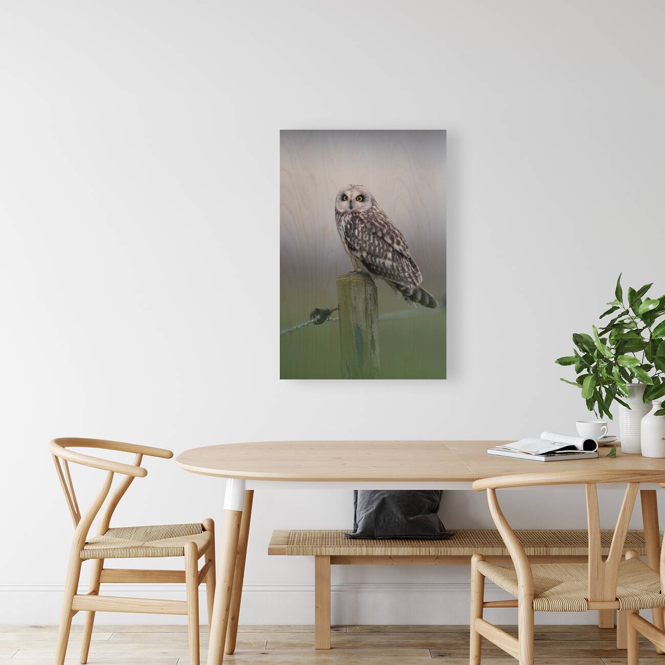 Barn owls Reproduction