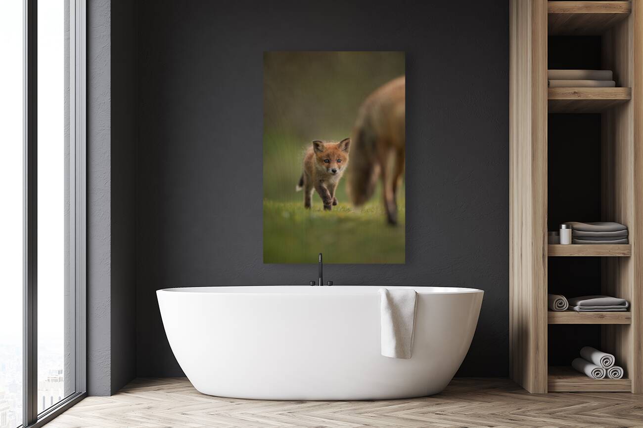 4 day fox cub Reproduction