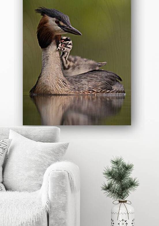 Great crested grebe Reproduction