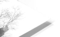 JPT. 7 HD Metal print