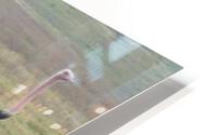 JPTCM 2 HD Metal print