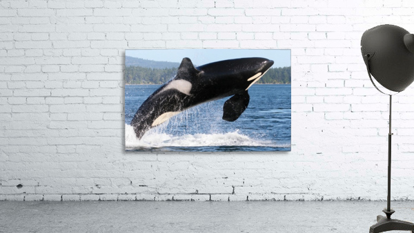 JPT 781QQW Wall Preview