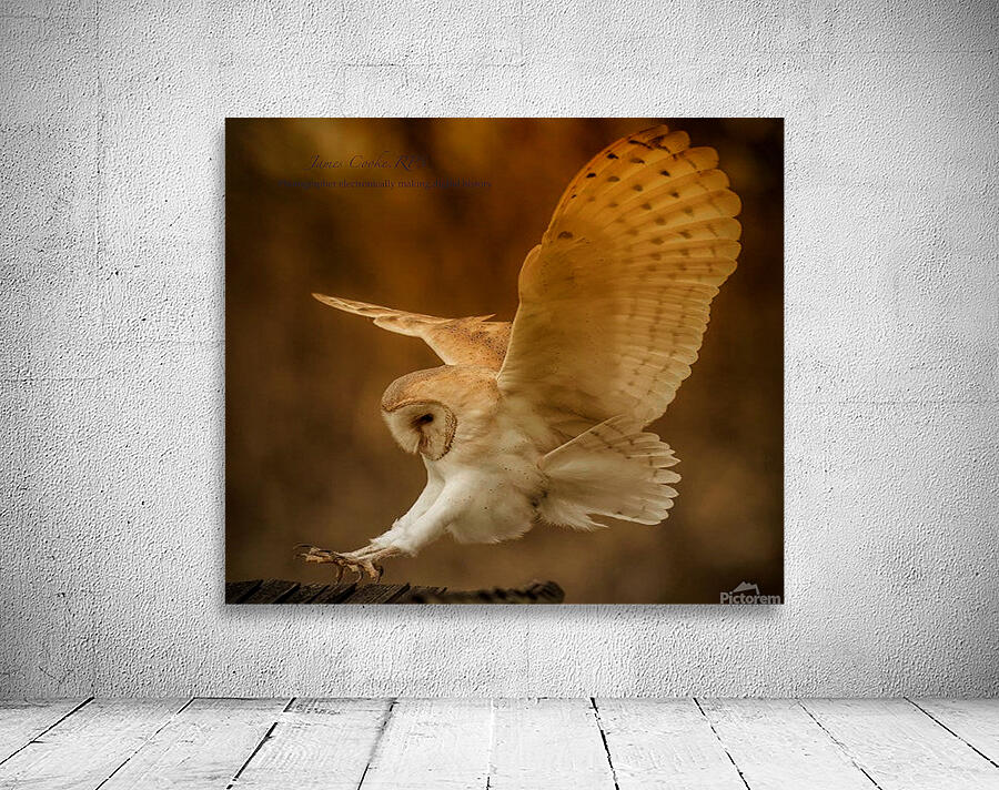 JPT 793OWL 5 Wall Preview