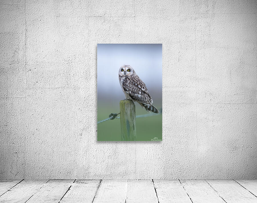 Barn owls Wall Preview