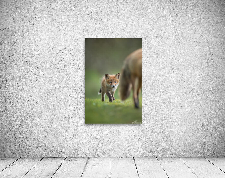 4 day fox cub Wall Preview