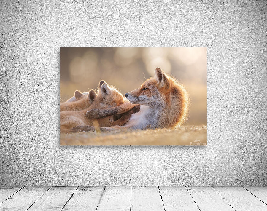 FOXY 1 Wall Preview
