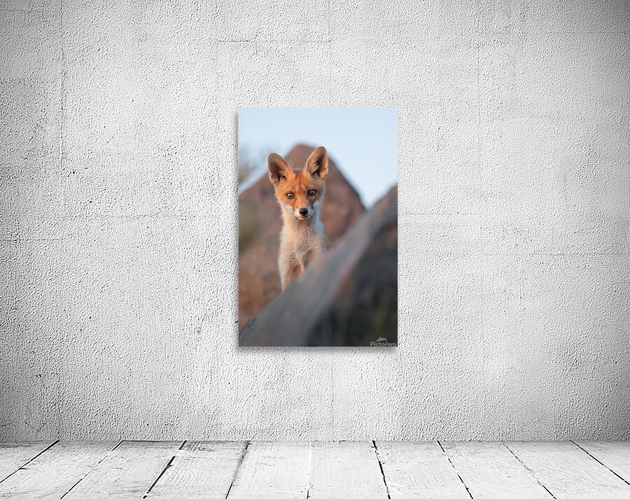 Fox cub Wall Preview