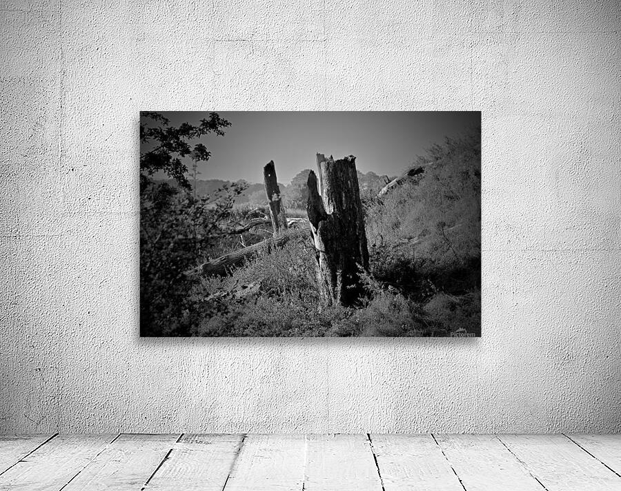 JPT_1521 Wall Preview