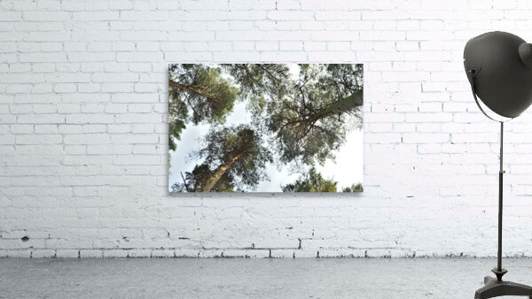 JPT 8657 Wall Preview