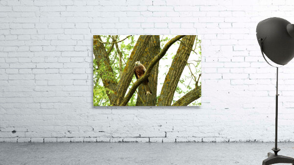 JPT 6629 RED Wall Preview