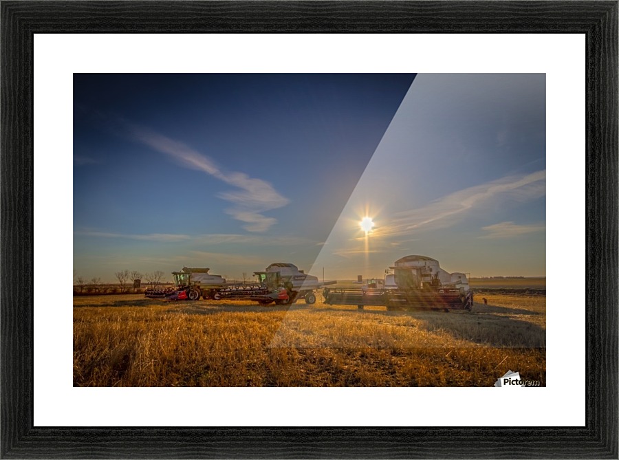 Harvest on the Prairies Picture Frame print