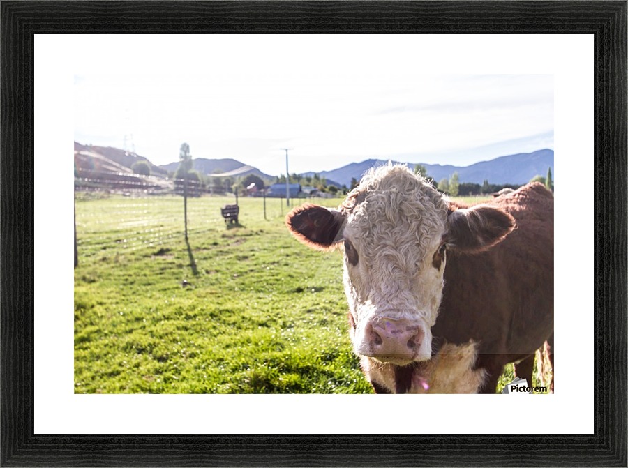 Afternoon Moos Picture Frame print