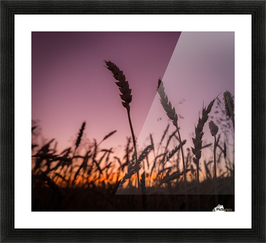 Wheat Picture Frame print