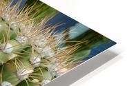 Single Bloom HD Metal print