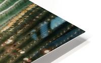 Saguaro Bloom HD Metal print