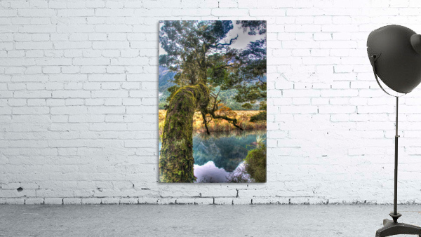 Mossy_Tree_at_Mirror_Lakes Wall Preview