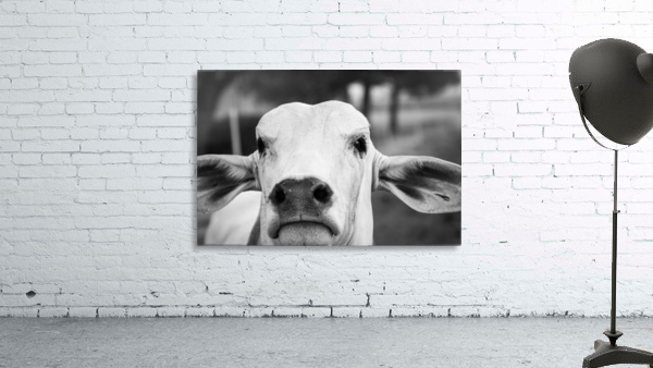 Miss Moo Wall Preview