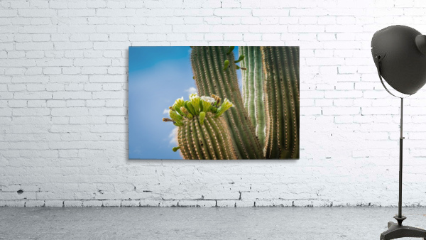 Saguaro Bloom Wall Preview
