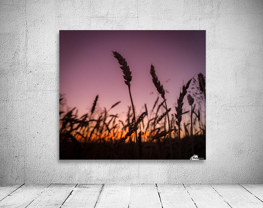 Wheat Wall Preview