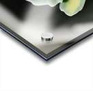 Sedum stonecrop plant detail Acrylic print