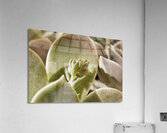 Plant of mother of pearl with flowers Acrylic Print