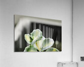 Sedum stonecrop plant detail Acrylic Print