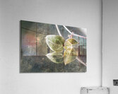 Green leaves of ceropegia woodii Acrylic Print