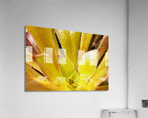 Houseleek  sempervivim plant detail Acrylic Print