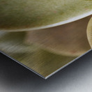 Plant of mother of pearl with flowers Metal print