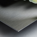 Sedum stonecrop plant detail Metal print