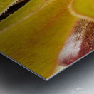 Houseleek  sempervivim plant detail Metal print
