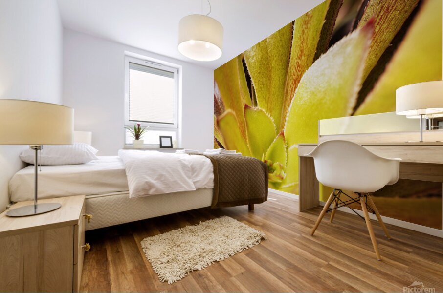 Houseleek  sempervivim plant detail Mural print