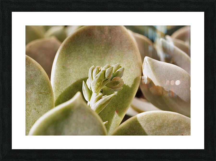 Plant of mother of pearl with flowers Picture Frame print