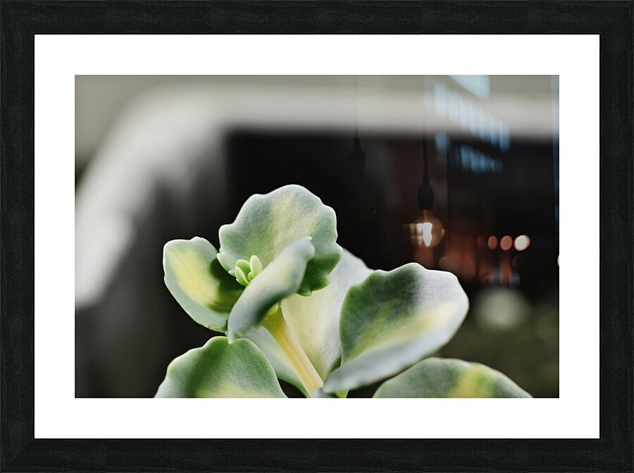 Sedum stonecrop plant detail Picture Frame print