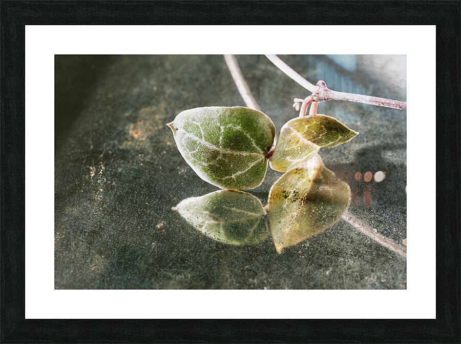 Green leaves of ceropegia woodii Picture Frame print