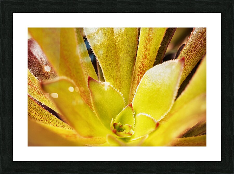 Houseleek  sempervivim plant detail Picture Frame print