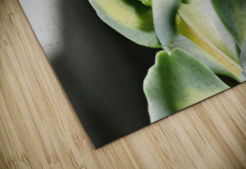 Sedum stonecrop plant detail victimewalker puzzle