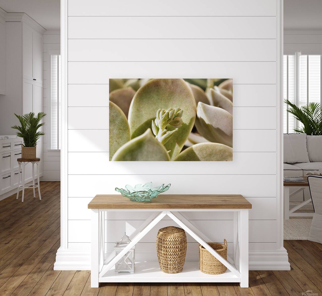 Plant of mother of pearl with flowers Reproduction