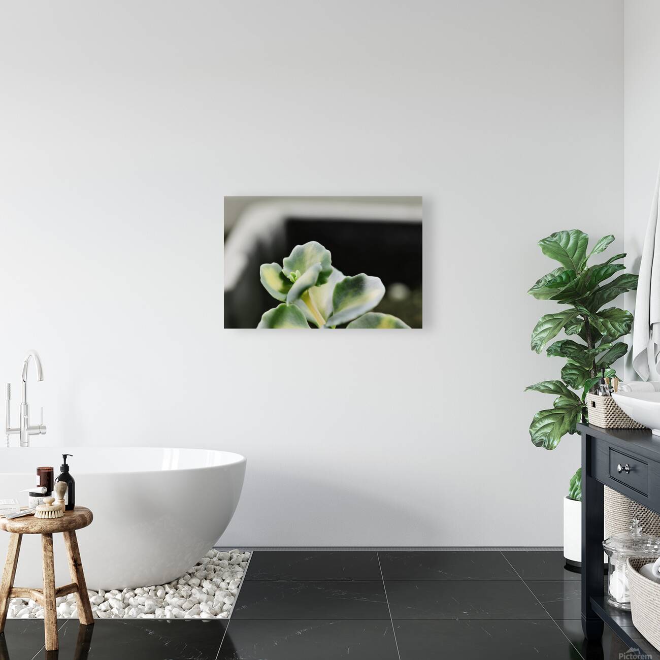 Sedum stonecrop plant detail Reproduction